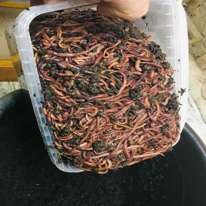 Как вырастить червей для рыбалки в домашних условиях: полезная информация