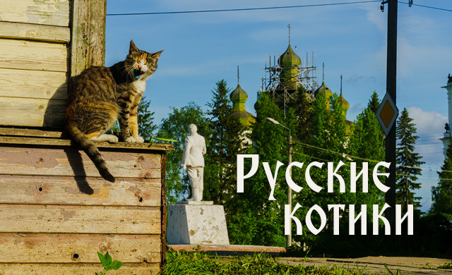 Русские Котики Картинки